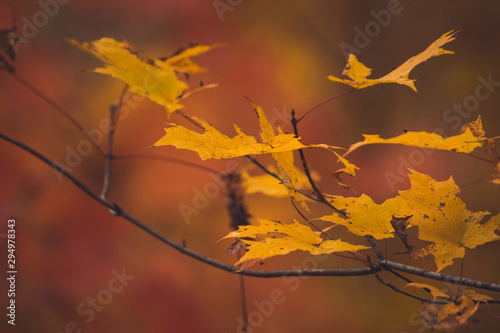 Naklejka Ornage colored Maple leafs in the Fall