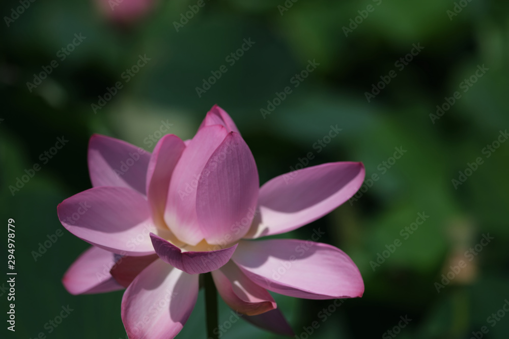 sacred lotus in 3:2 with out of focus back ground