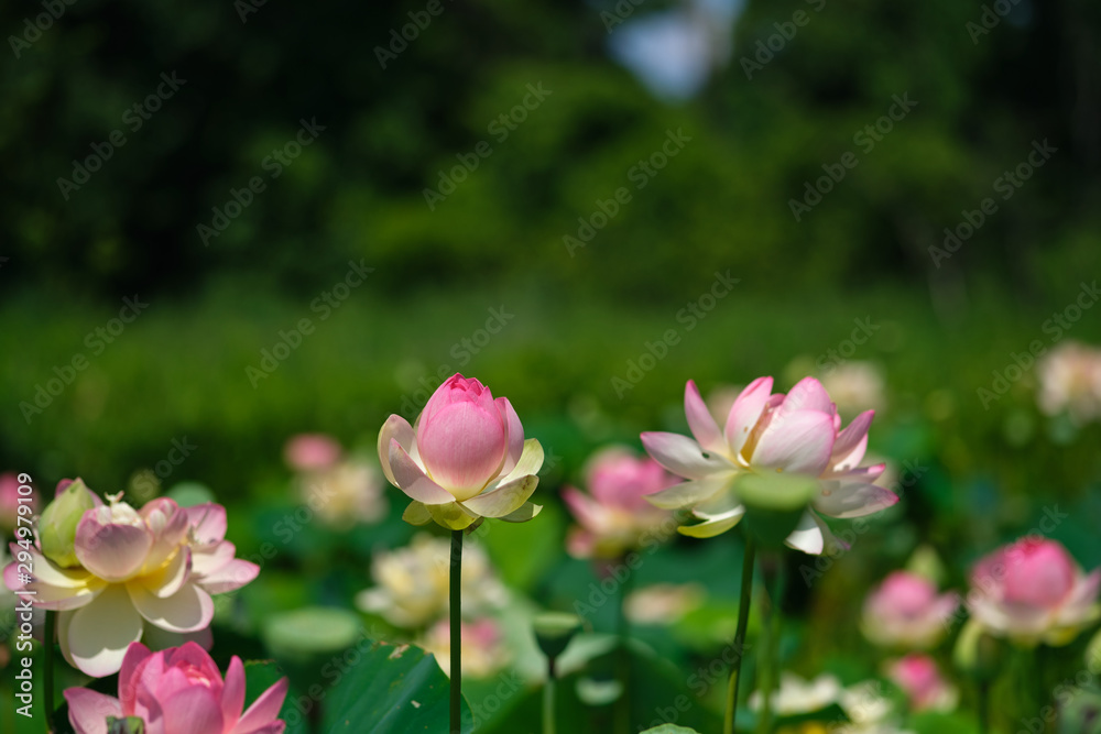 A sacred lotus ready to bloom in a field