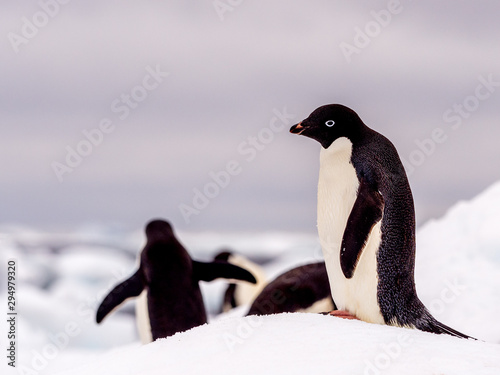 Adelie penguins on ice in Antarctica