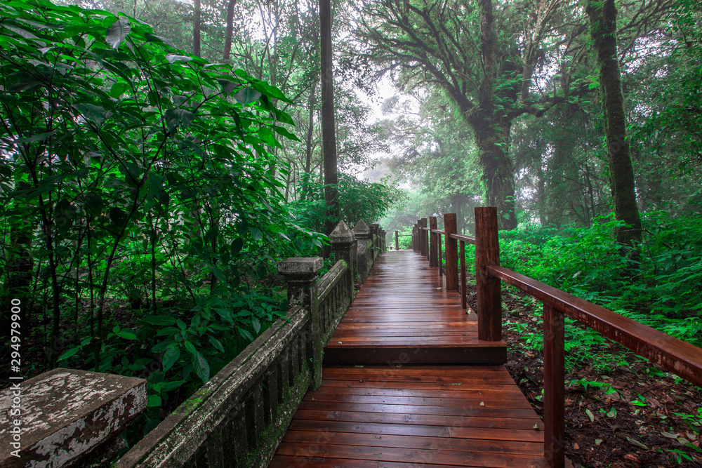 Close-up nature background, surrounded by big green trees, blurred mist of cold weather, wooden bridge to see the scenery while traveling, the beauty of the high mountain ecosystem Close-up nature background, surrounded by big green trees, blurred mist of cold weather, wooden bridge to see the scenery while traveling, the beauty of the high mountain ecosystem