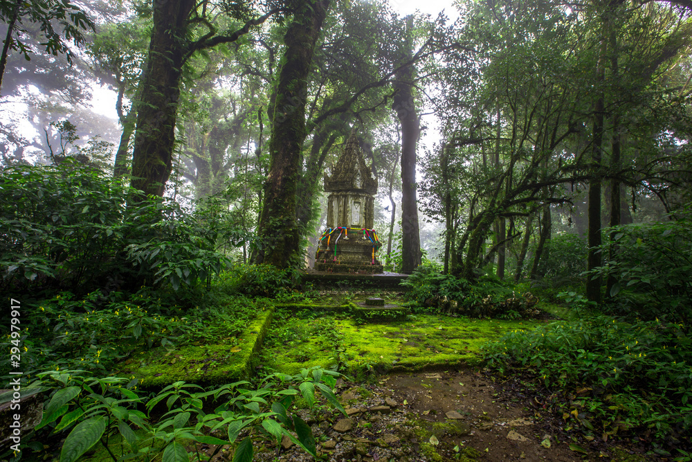 Obraz premium Close-up nature background, surrounded by big green trees, blurred mist of cold weather, wooden bridge to see the scenery while traveling, the beauty of the high mountain ecosystem