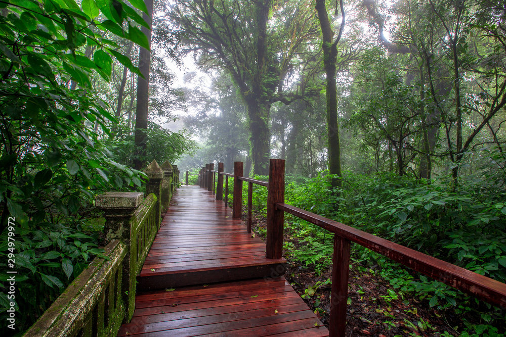 Close-up nature background, surrounded by big green trees, blurred mist of cold weather, wooden bridge to see the scenery while traveling, the beauty of the high mountain ecosystem Close-up nature background, surrounded by big green trees, blurred mist of cold weather, wooden bridge to see the scenery while traveling, the beauty of the high mountain ecosystem