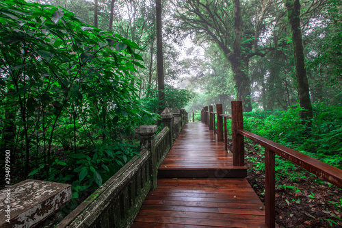 Close-up nature background  surrounded by big green trees  blurred mist of cold weather  wooden bridge to see the scenery while traveling  the beauty of the high mountain ecosystem
