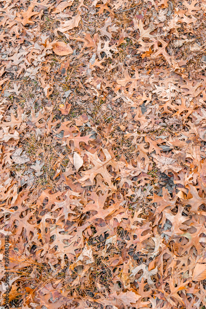 Background Orange Fall autumn leaves on the ground