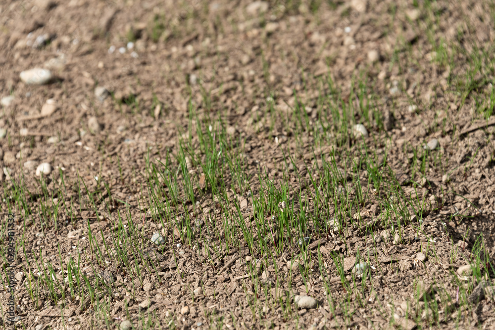 Freshly planted grass seeds growing in dry dirt with pebbles in it Freshly planted grass seeds growing in dry dirt with pebbles in it