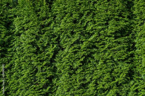 Nature background of arborvitae hedge, textures in green