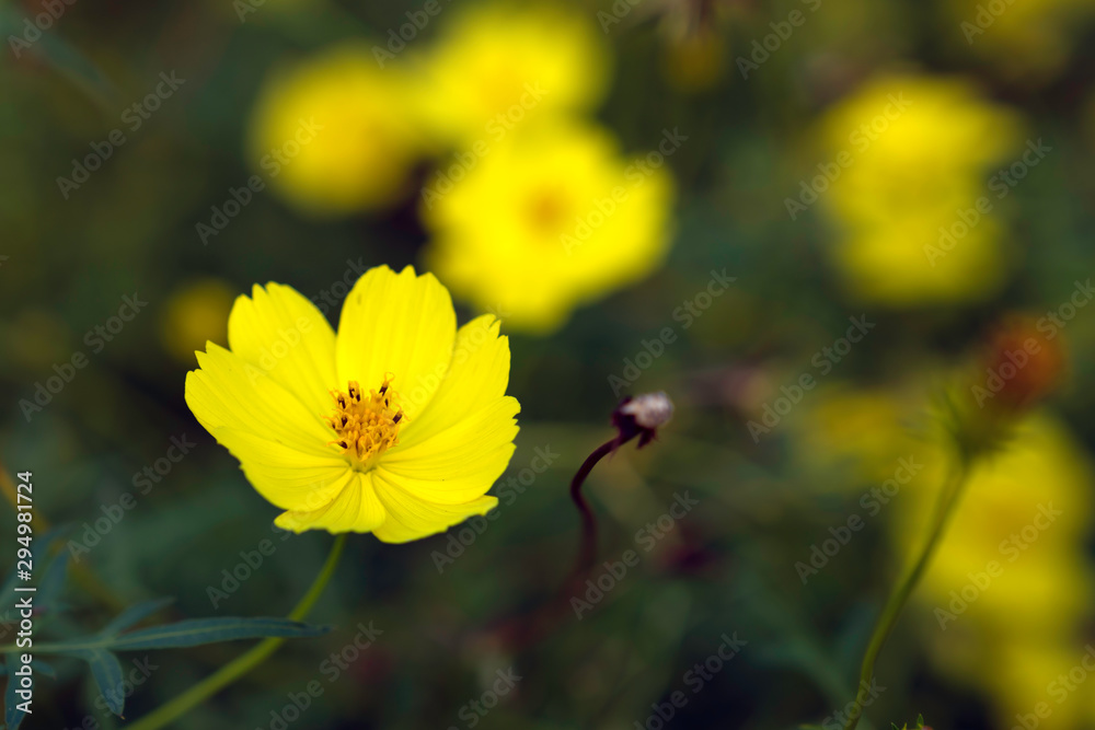 コスモスの花 コスモスの花