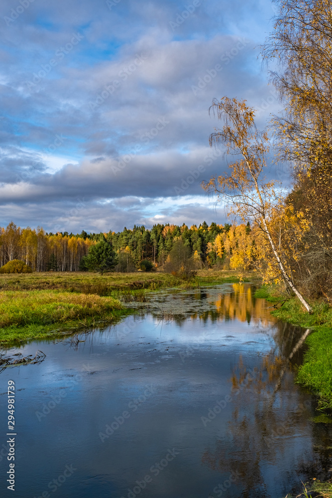 A white-birch birch with yellow leaves bent over a small river.