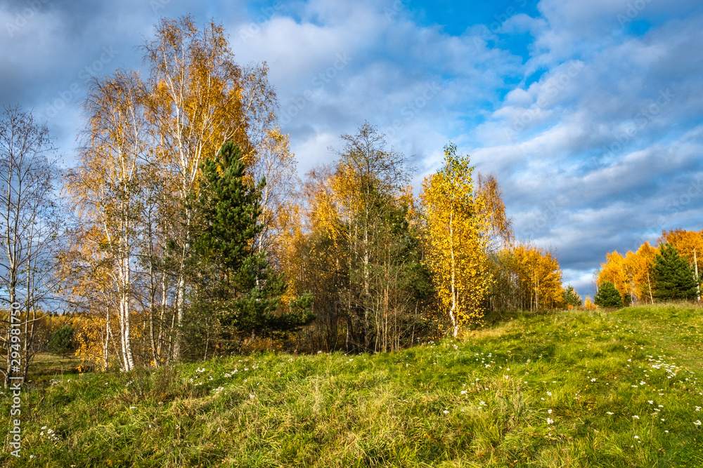 Autumn October sunny day with yellow leaves on trees and white wildflowers. Autumn October sunny day with yellow leaves on trees and white wildflowers.