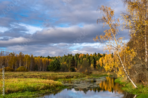 White-stemmed birch trees with yellow leaves on the edge of a small river.