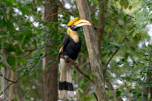 Great hornbill on tree branch in the forest