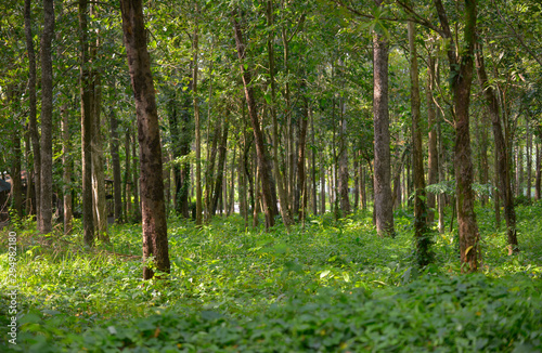 The Dry Dipterocarp Forest in Huai Kha Khaeng Wildlife Sanctuary