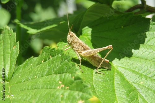 Yellow grasshopper on green leaves in the garden, closeup © natalya2015