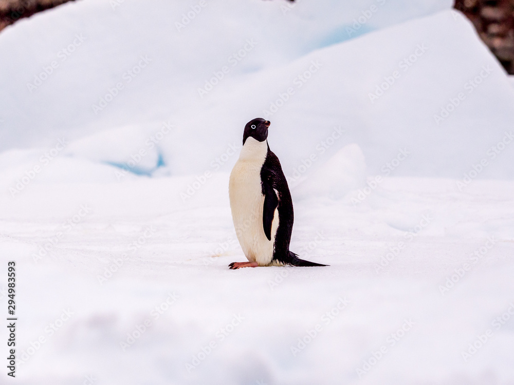 Single Adelie penguin on ice looking over its shoulder