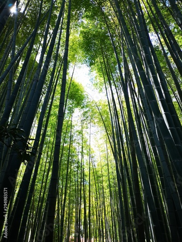 bamboo forests