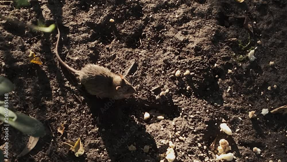 Brown rat / Rattus norvegicus eating scraps of bread on muddy river bank. Overhead view. Brown rat / Rattus norvegicus eating scraps of bread on muddy river bank. Overhead view.
