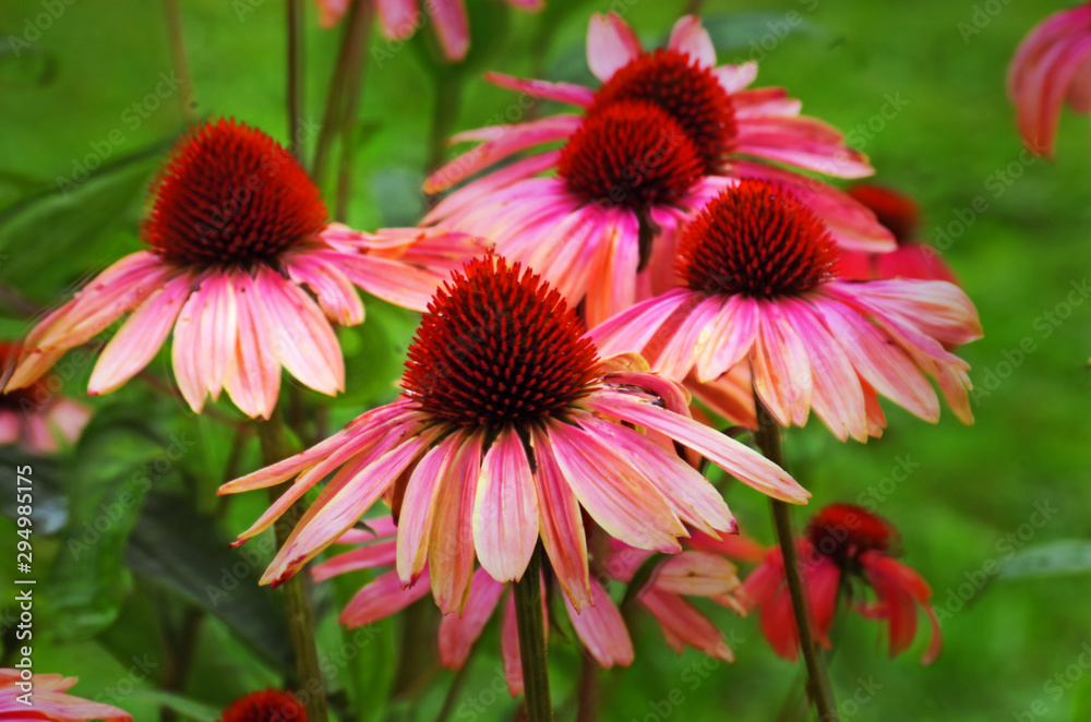 red flowers in the garden red flowers in the garden