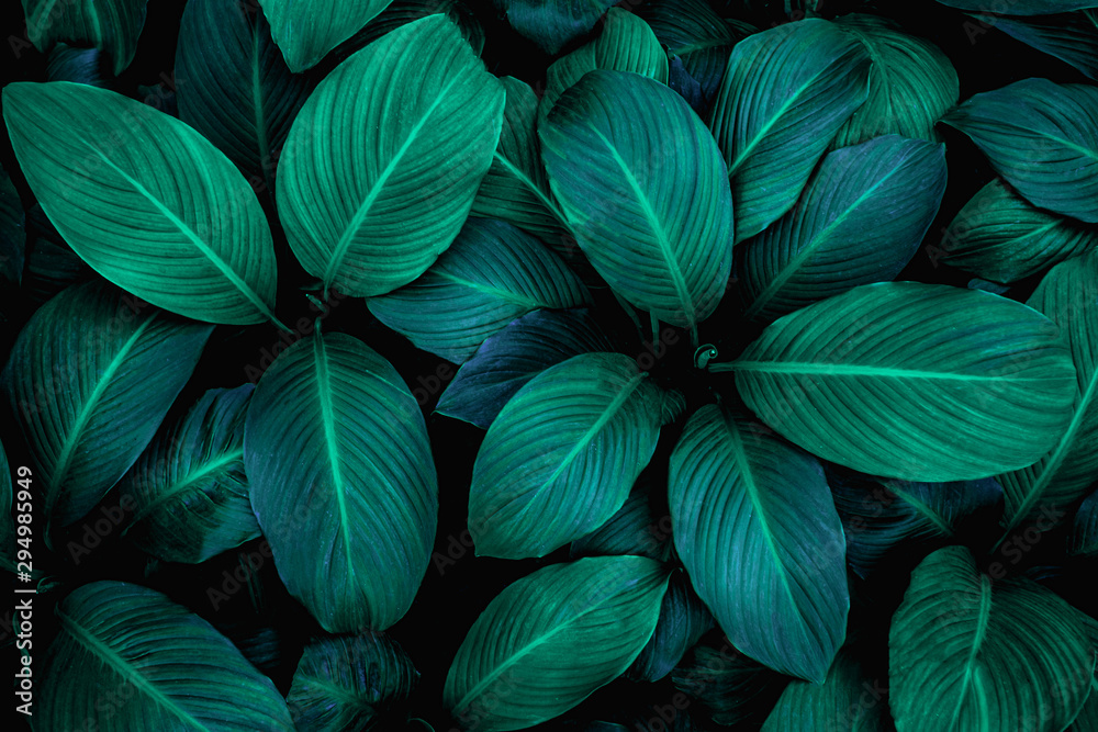 leaves of Spathiphyllum cannifolium, abstract green texture, nature background, tropical leaf leaves of Spathiphyllum cannifolium, abstract green texture, nature background, tropical leaf