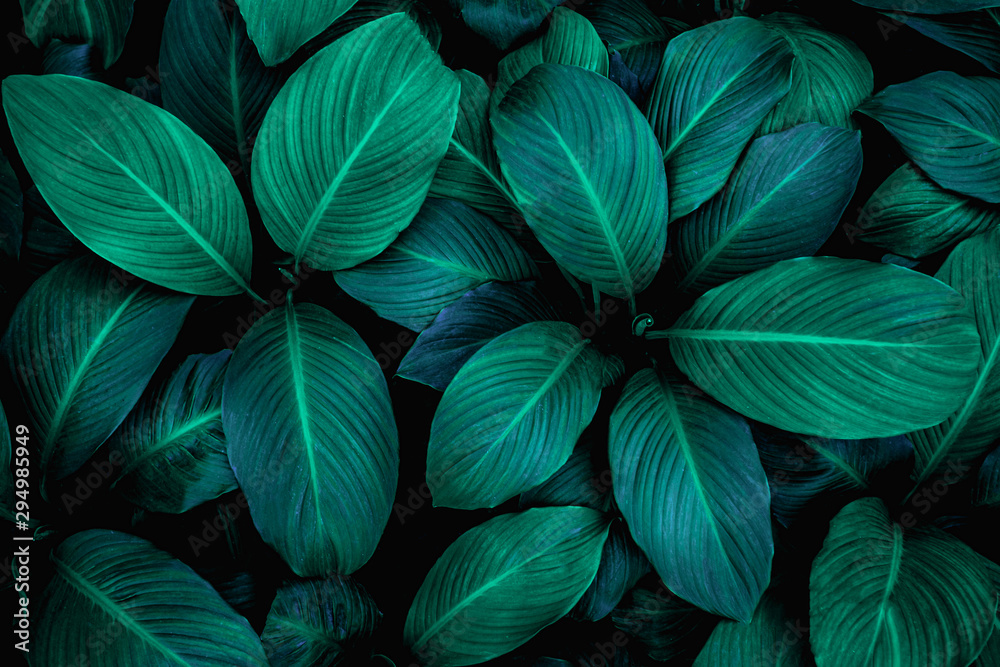 leaves of Spathiphyllum cannifolium, abstract green texture, nature background, tropical leaf