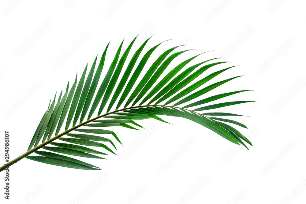 leaves of coconut isolated on white background leaves of coconut isolated on white background