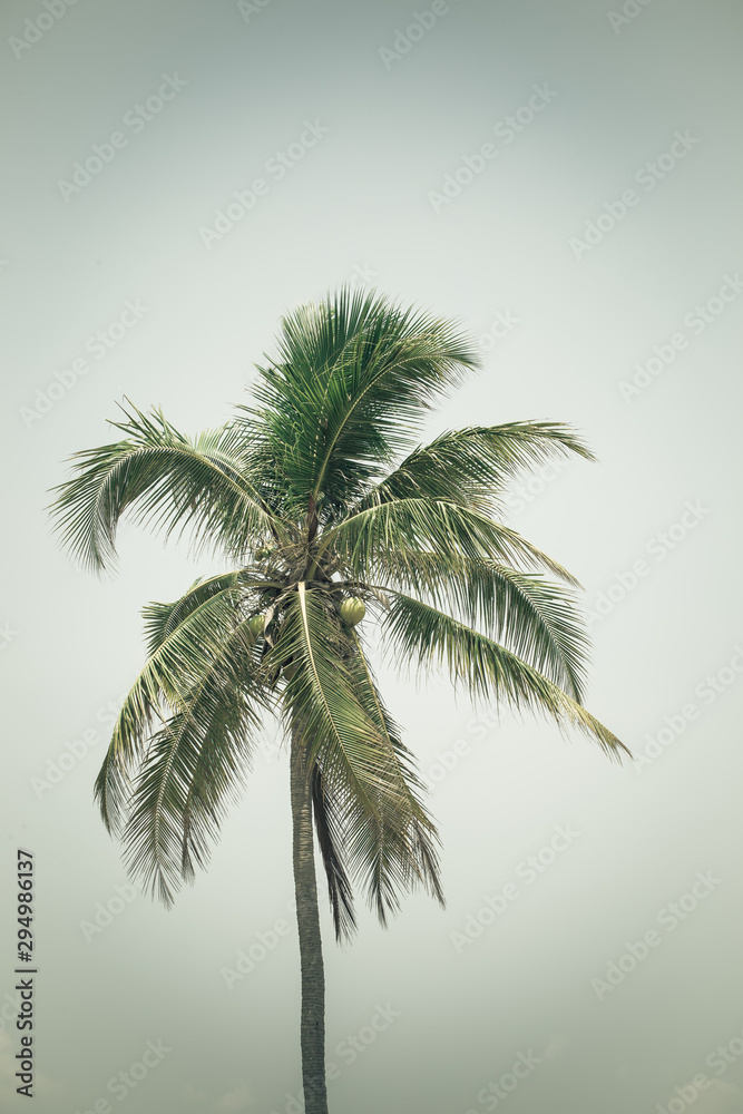 Obraz premium Coconut palm tree with green leaves isolated on white background and space for a message