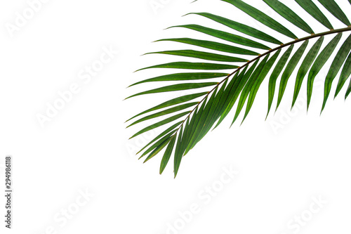 leaves of coconut isolated on white background © Nabodin