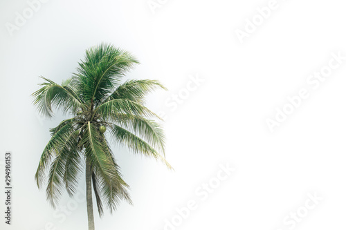 Coconut palm tree with green leaves isolated on white background and space for a message