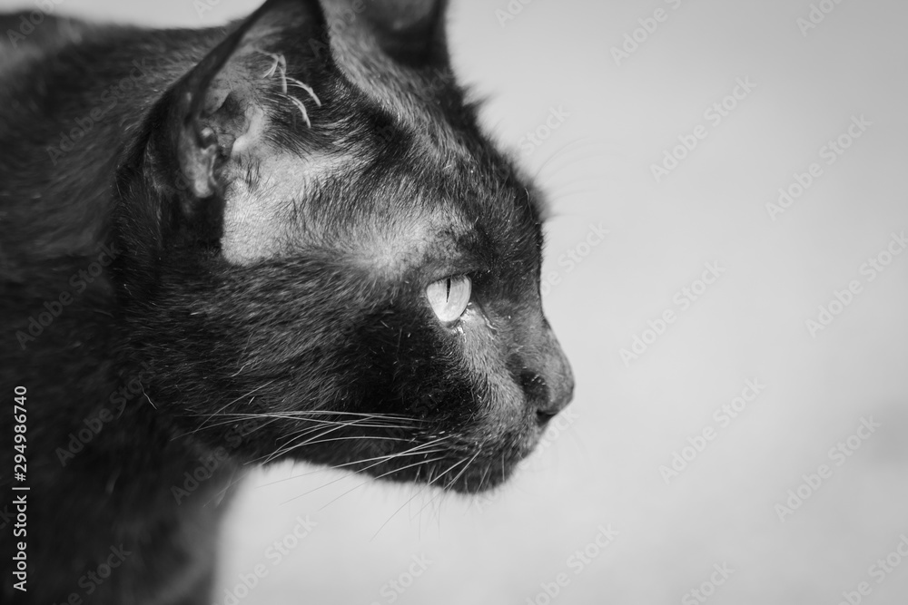Black cat staring eyes commitment. Black cat staring eyes commitment.