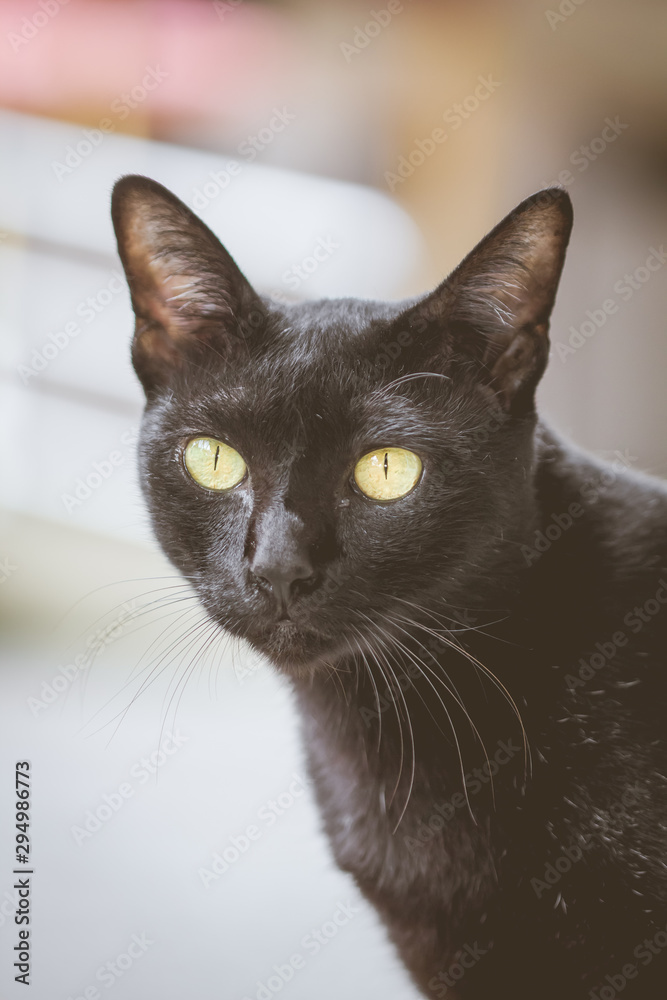 Black cat staring eyes commitment.