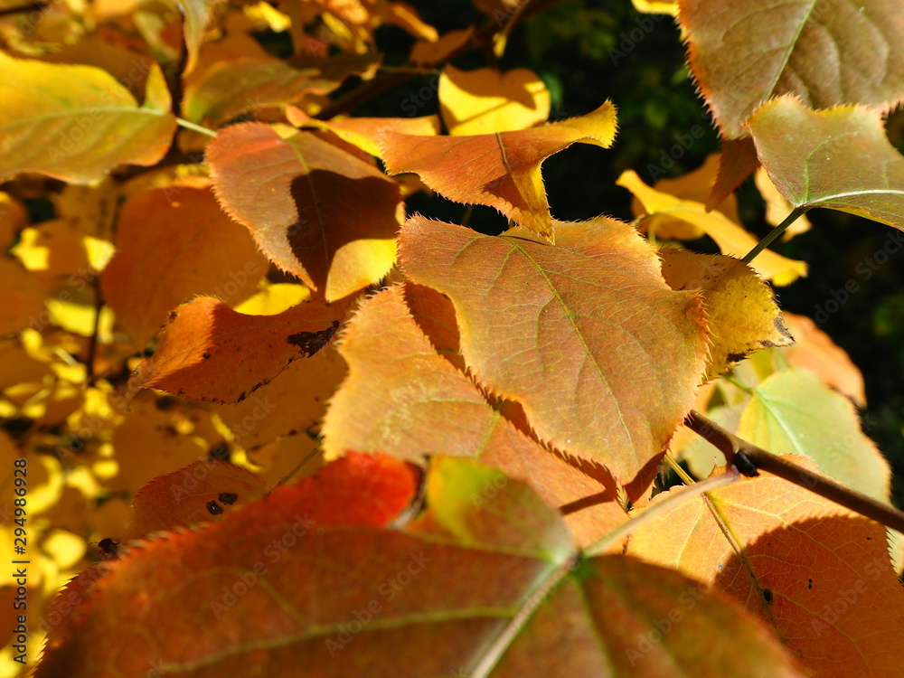 yellow-green autumn leaves on a tree branch