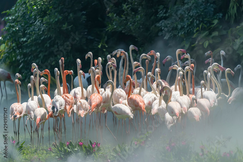 Flamingo birds standing in lake