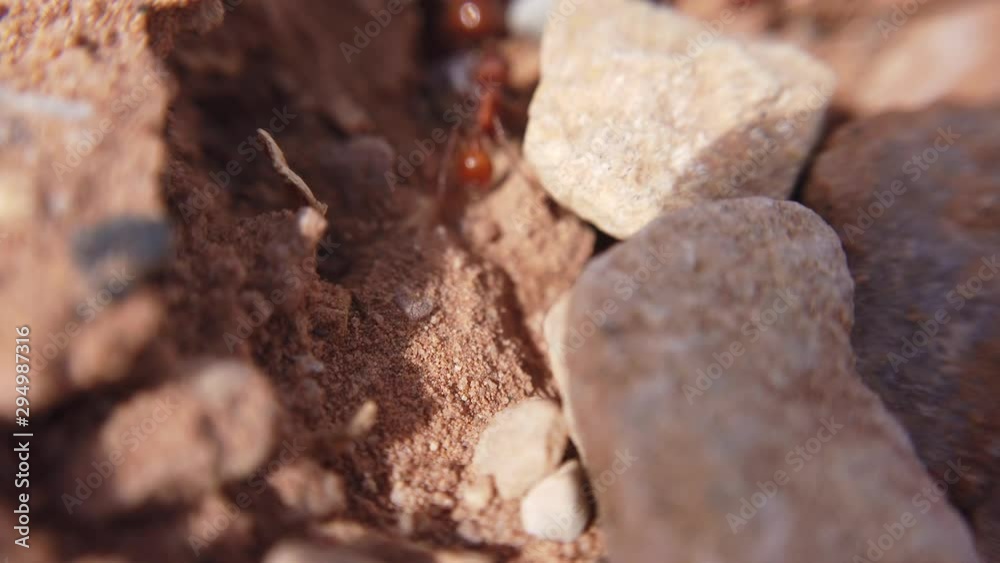 Close up shot of red ants are seen moving fast in between small and large rocks among brown dirt. Close up shot of red ants are seen moving fast in between small and large rocks among brown dirt.