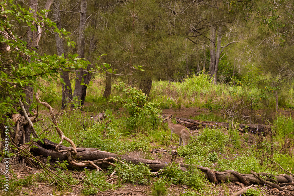 A kangaroo walking in the forest in Coombabah, Gold Coast A kangaroo walking in the forest in Coombabah, Gold Coast