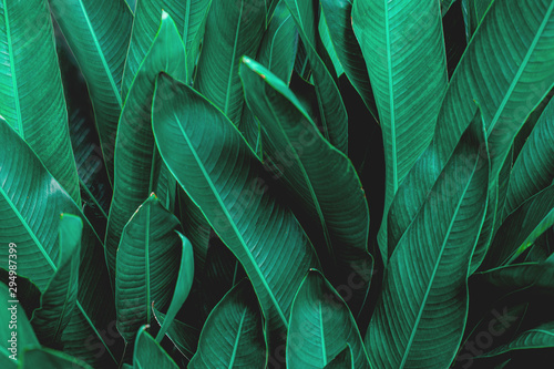 Fotografie green leaf texture, dark green foliage nature background, tropical leaf