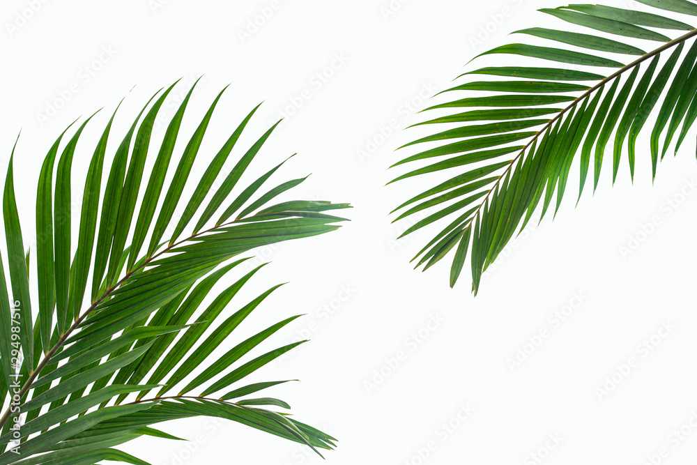 tropical coconut leaf isolated on white background, summer background tropical coconut leaf isolated on white background, summer background