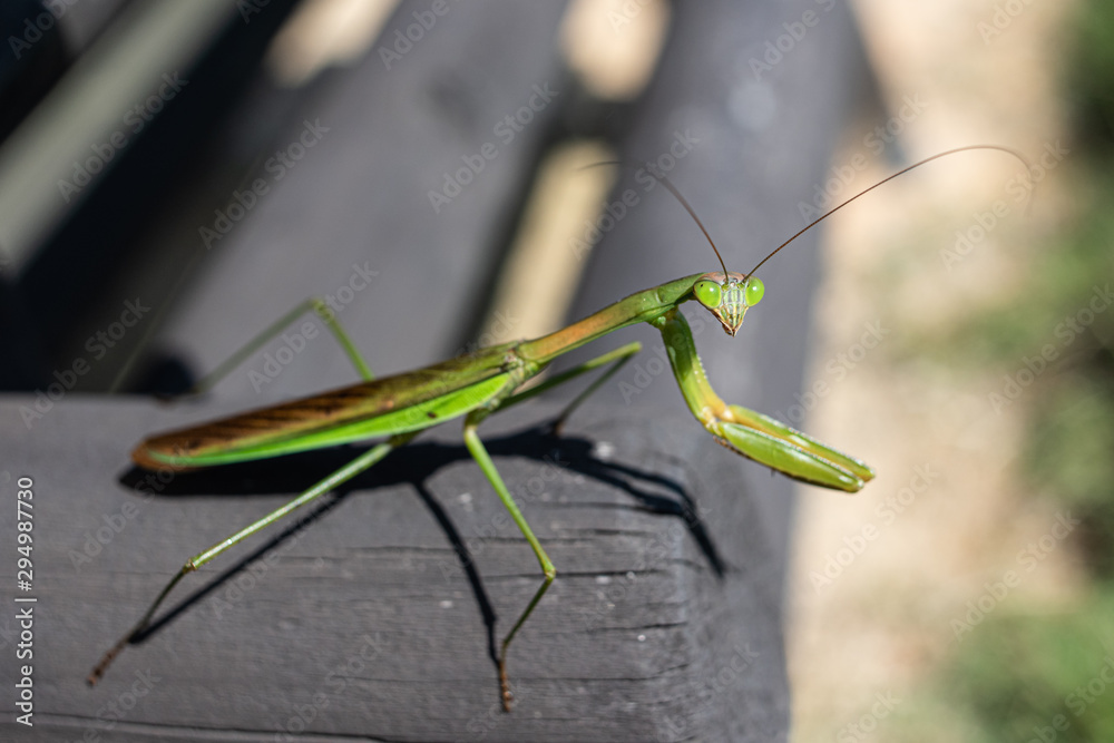 praying mantis close-up on the head praying mantis close-up on the head
