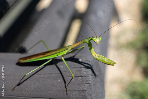 praying mantis close-up on the head