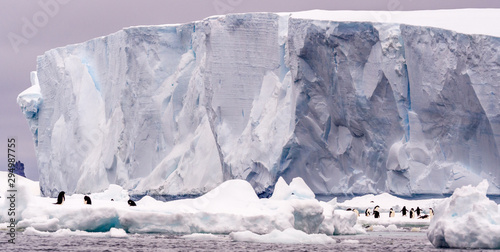 Adelie penguins on ice in with a tabular iceberg in the background