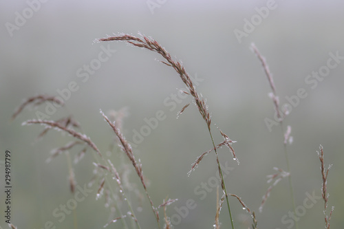 Gräser im Nebel