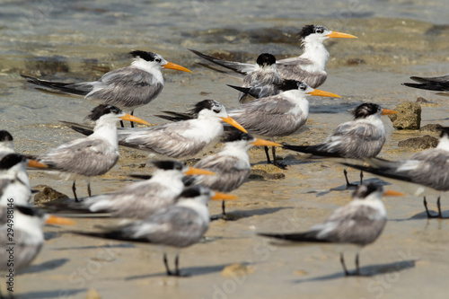 A flock of Greater crested terns resting at Busaiteen coast of Bahrain