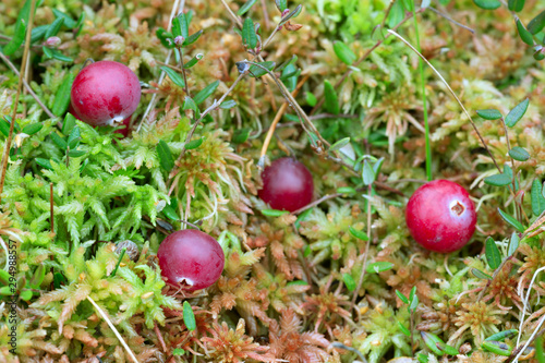 Ripe cranberries, Vaccinium oxycoccos on bog moss