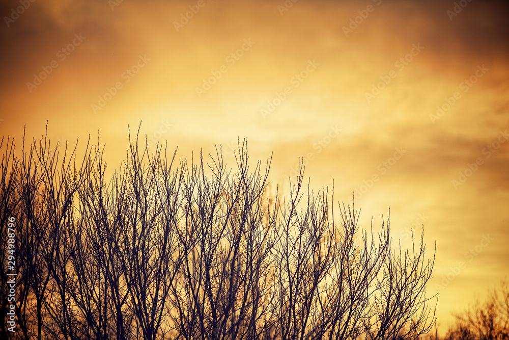 Fototapeta premium WInter Tree tops against an orange sky