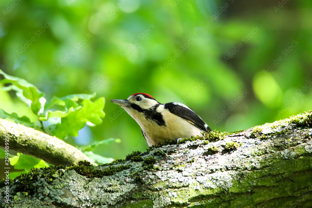 Obraz premium Buntspecht