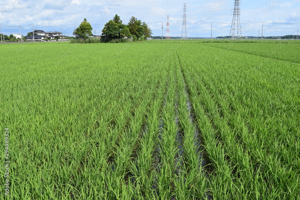 Obraz premium 初夏の水田