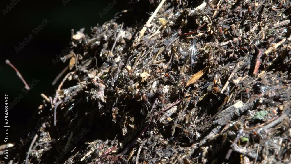 Anthill in the forest close up. A group of ants working Anthill in the forest close up. A group of ants working