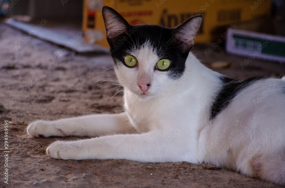Portrait of black and white stray Thai cat, Relax Thai cat  