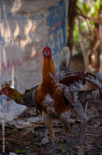 portrait of  fighting cock, close up chicken © Patara
