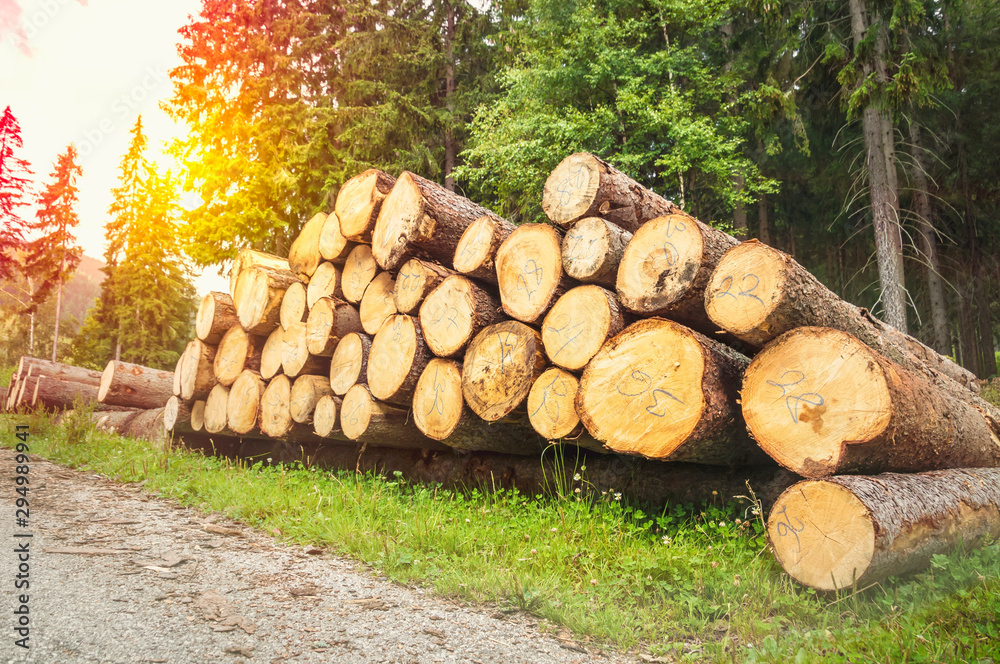 Trunks of trees with denoted tree trunk diameter