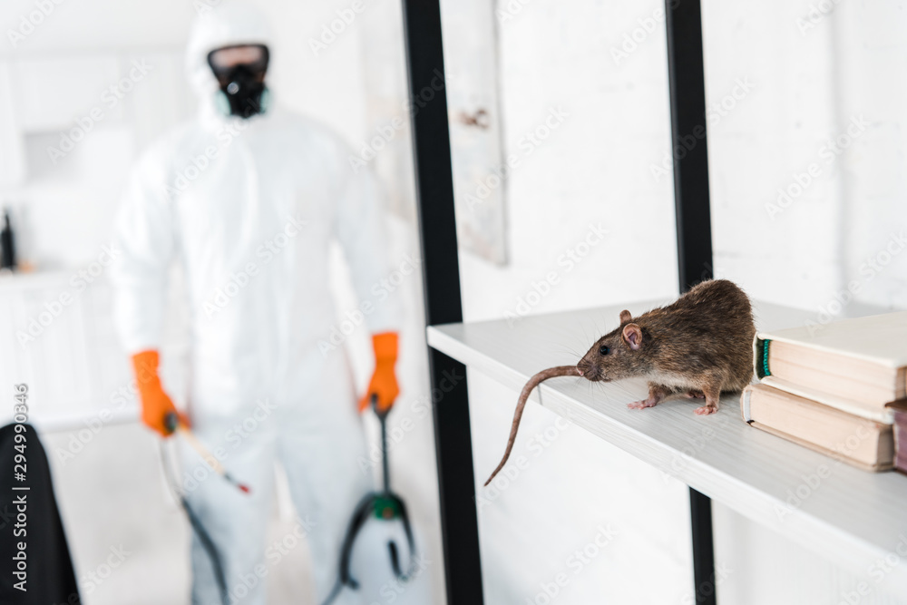 selective focus of rat on rack near exterminator - obrazy, fototapety, plakaty 